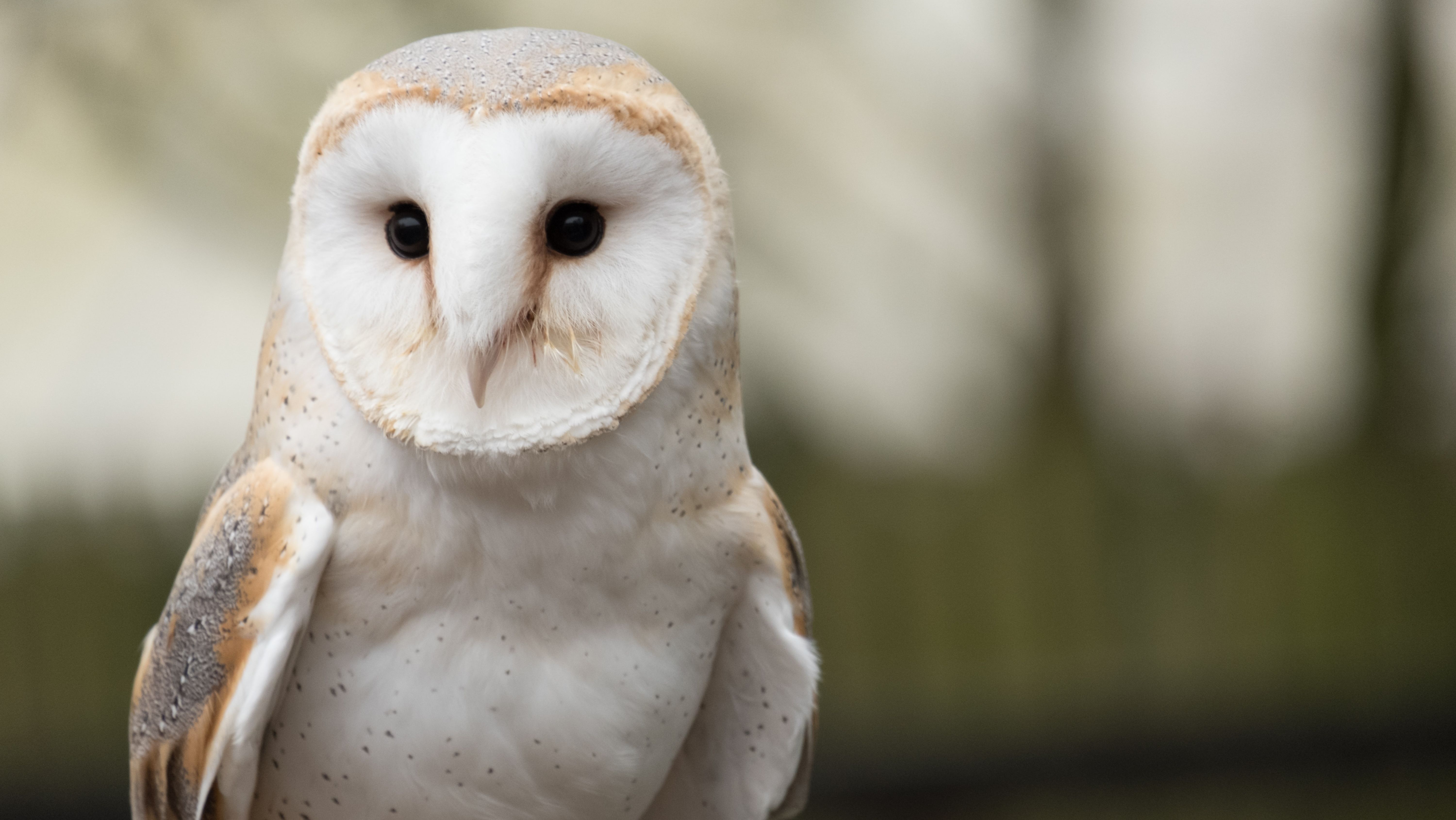 Nest Box Camera Reveals Secret Life Of Barn Owls On Dorset Farm News Greatest Hits Radio